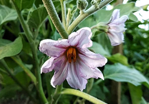 Purple Brinjal